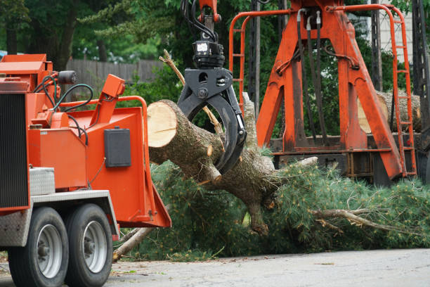 Tree Root Removal in Tutwiler, MS